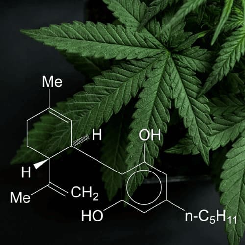 olej cbd kapsulki tabletki konopne propolis produkty sklep